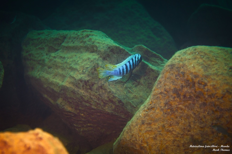 Maylandia fainzilberi 'Manda'